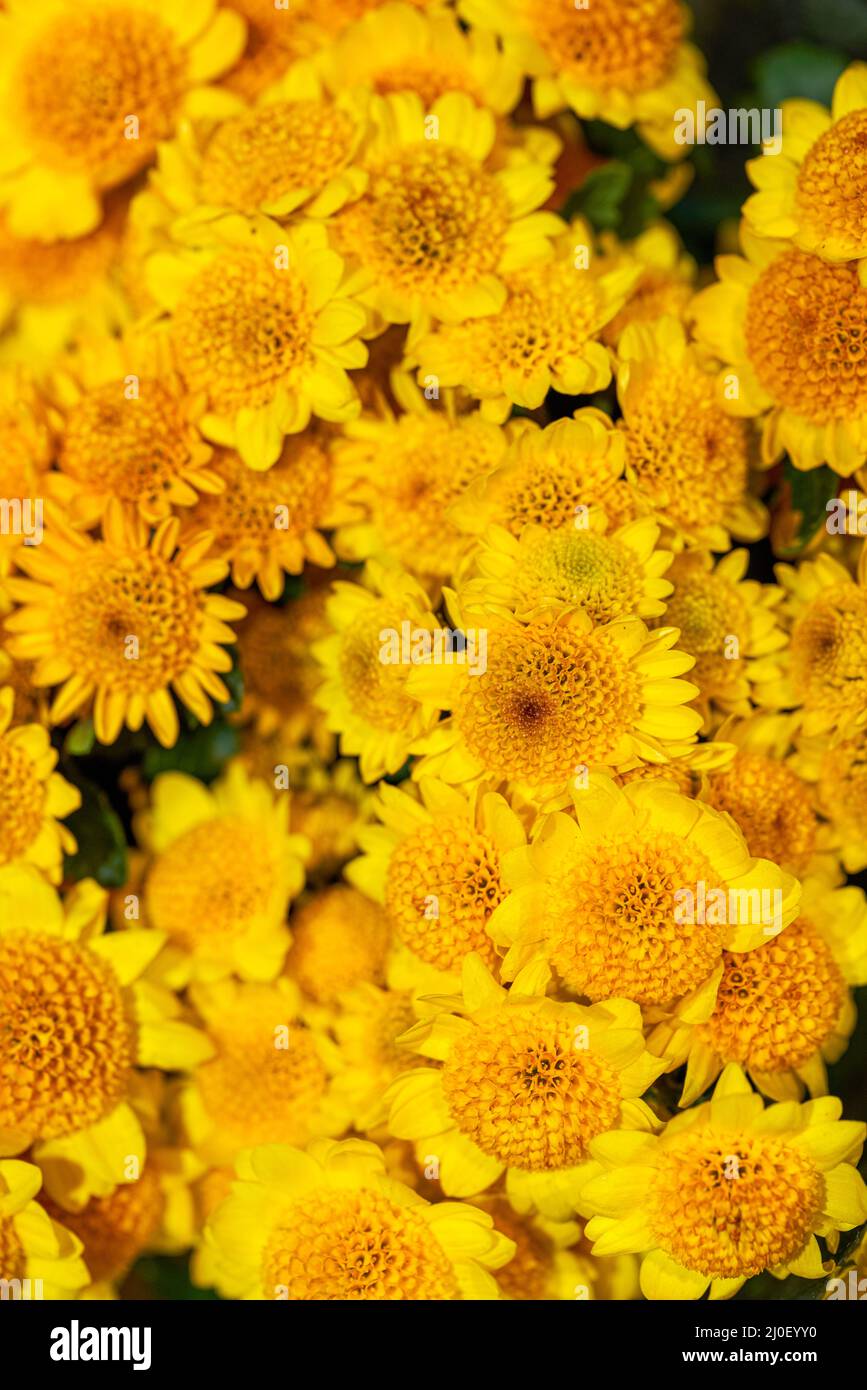 Primo piano di mazzi di crisantemi vari in vendita in un negozio di fiori Foto Stock