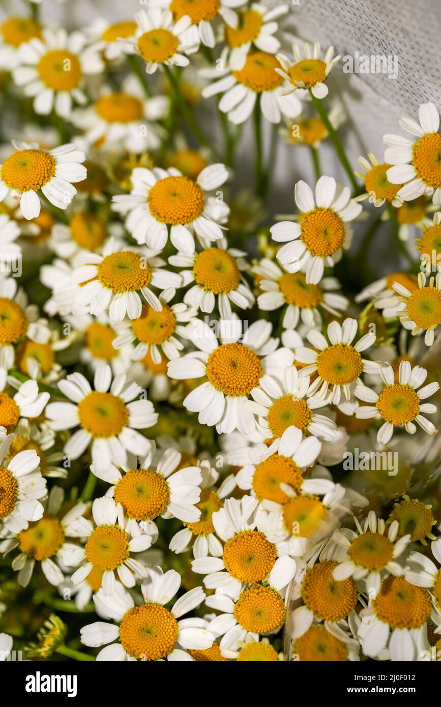 Primo piano di mazzi di crisantemi vari in vendita in un negozio di fiori Foto Stock