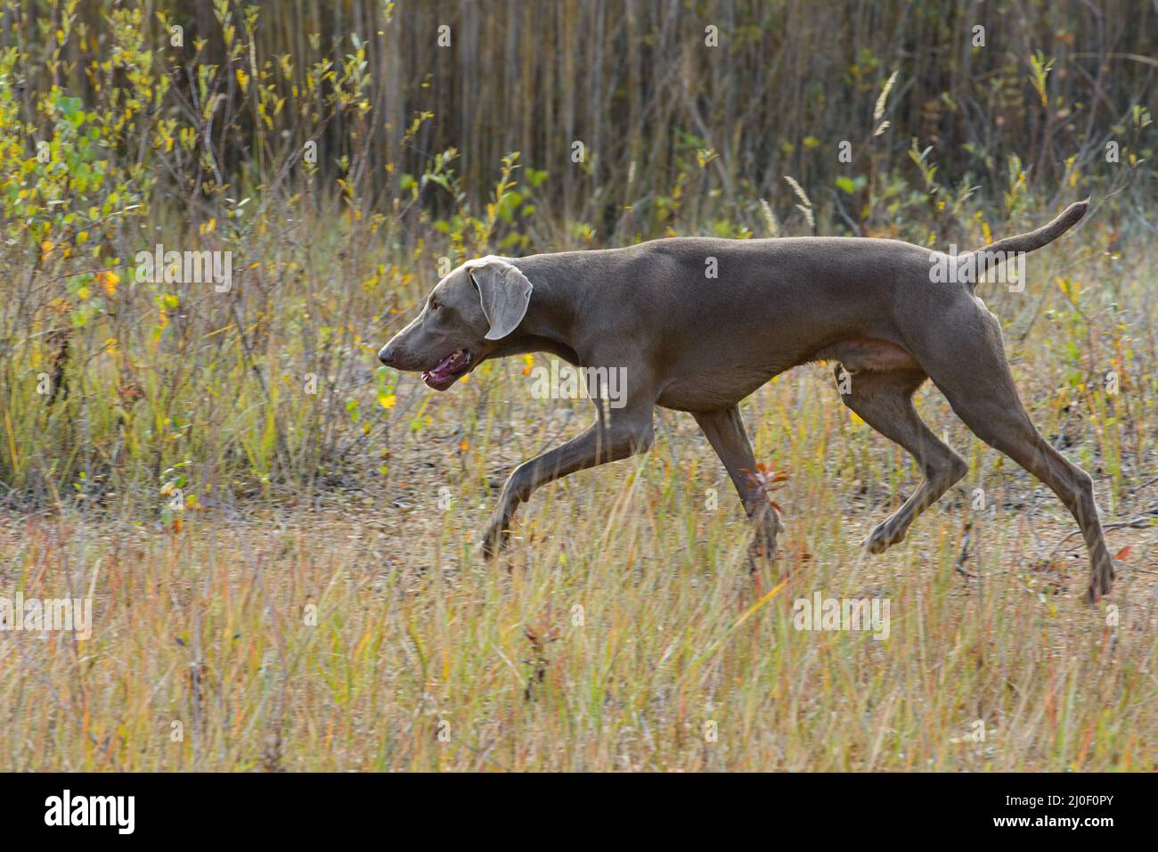 Puntamento-cane Foto Stock