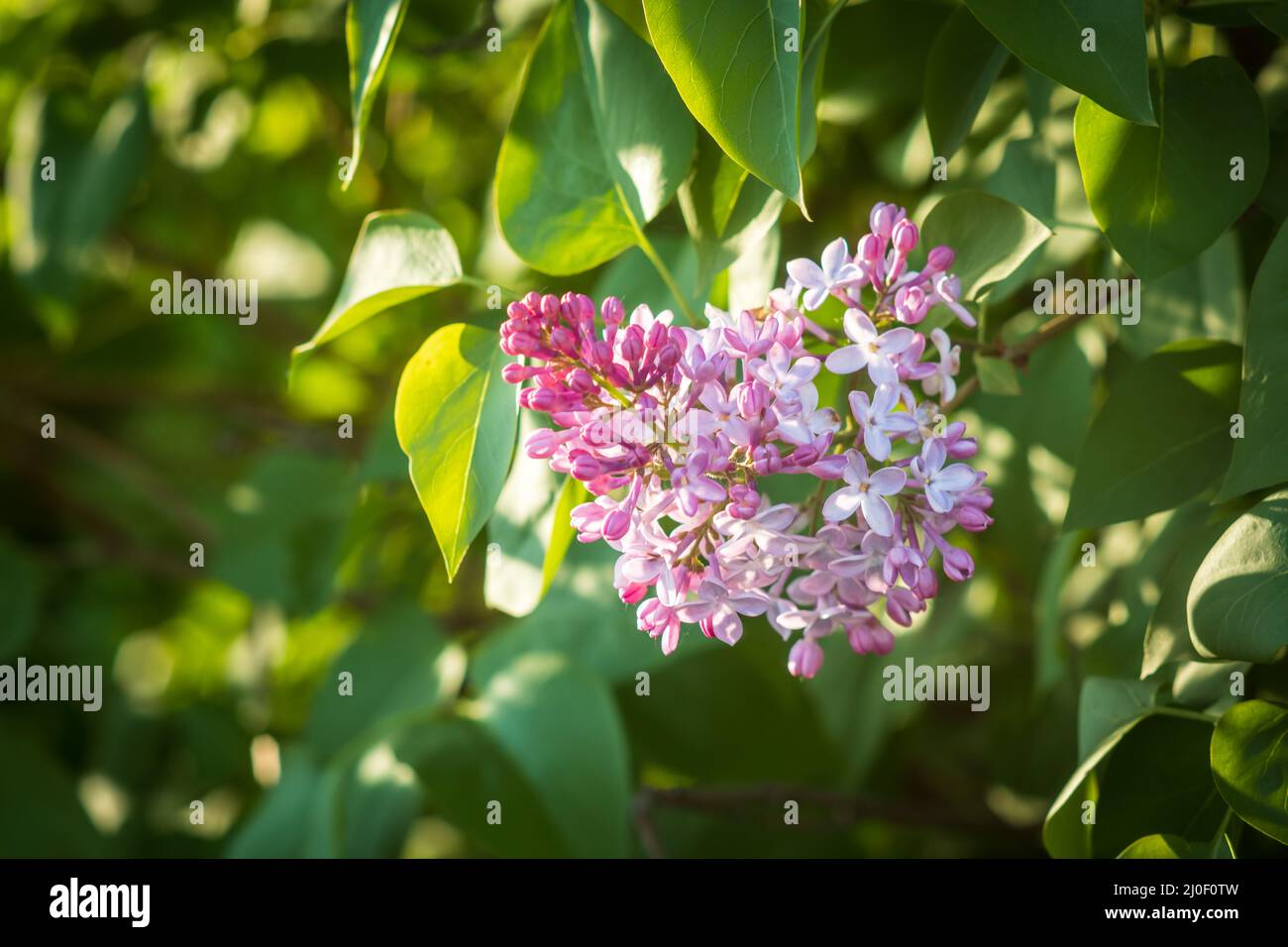 Fiori viola lilla che sbocciano su un ramo Foto Stock