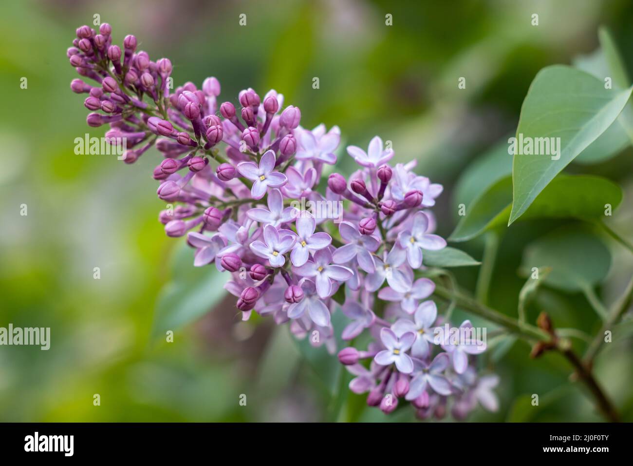 Fiori viola lilla che sbocciano su un ramo Foto Stock