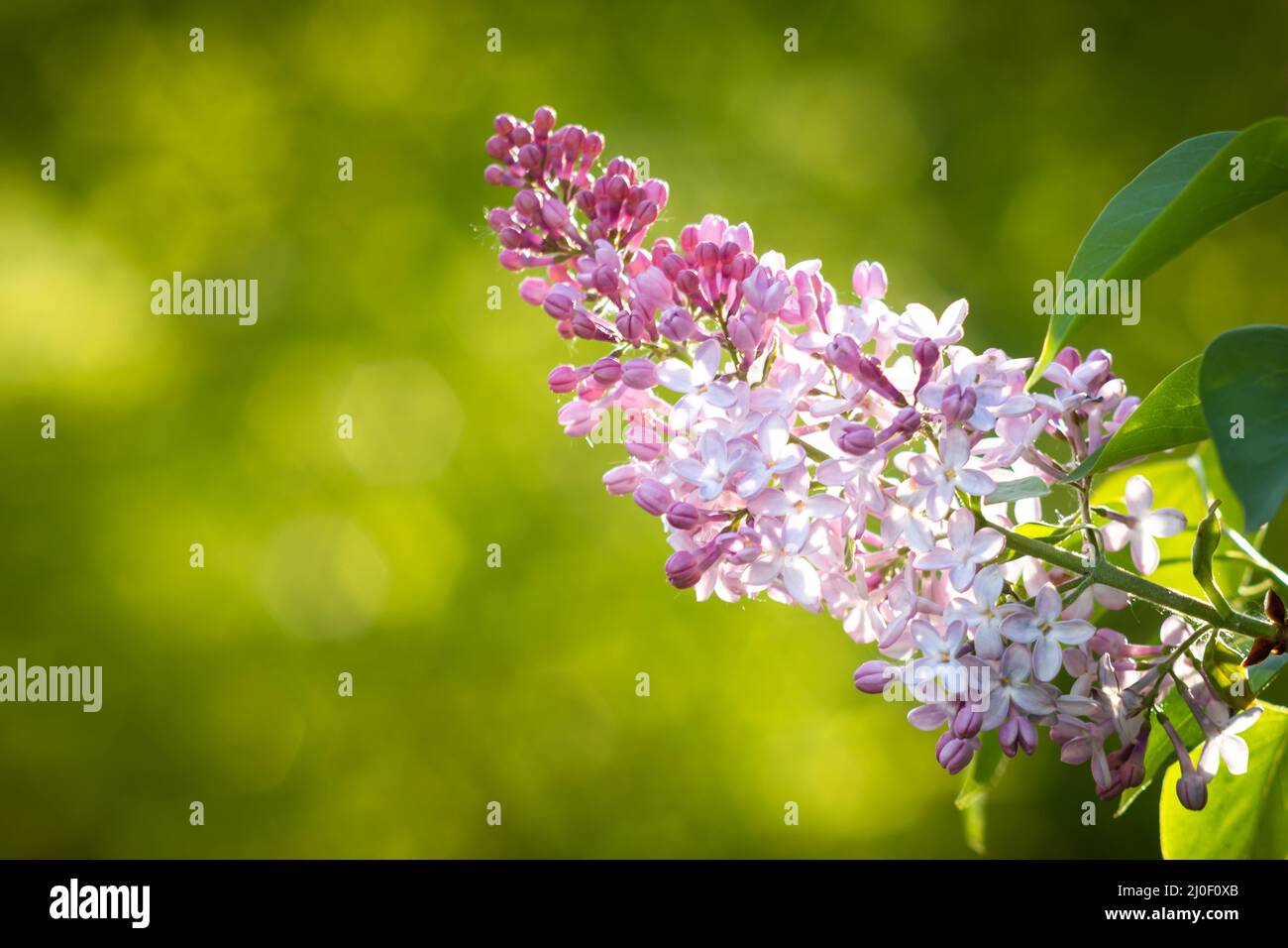Fiori viola lilla che sbocciano su un ramo Foto Stock