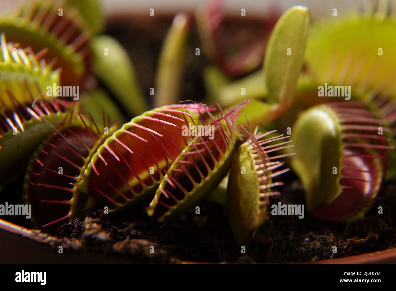 Pianta predatoria Dionea Venus flytrap close-up Foto Stock