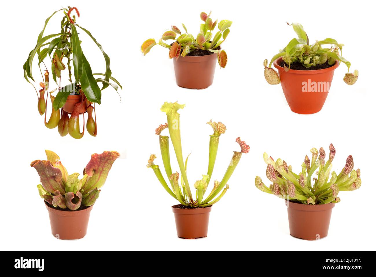Varietà di piante predatorie in vasi di fiori Foto Stock