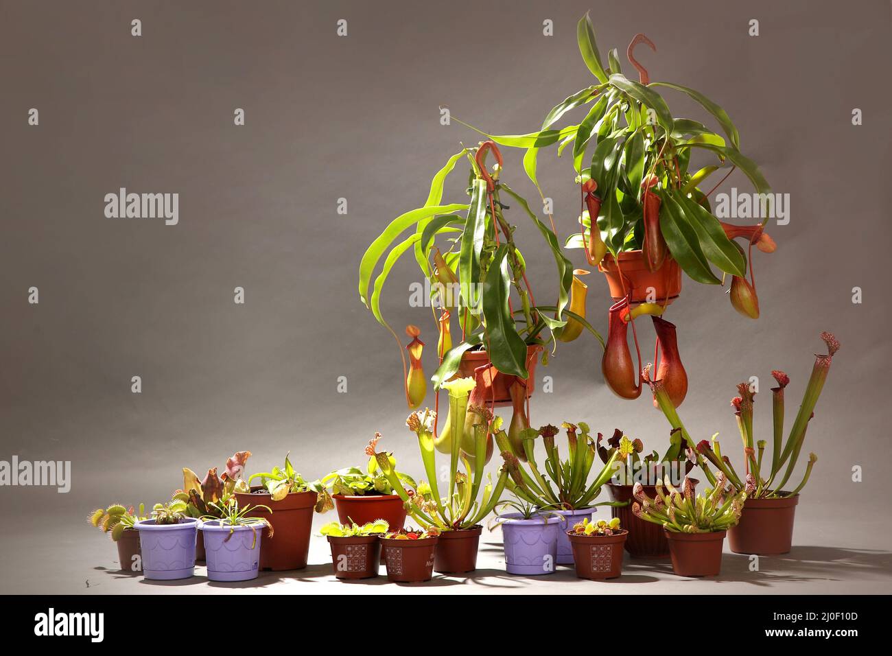 Varietà di piante predatorie in vasi di fiori Foto Stock