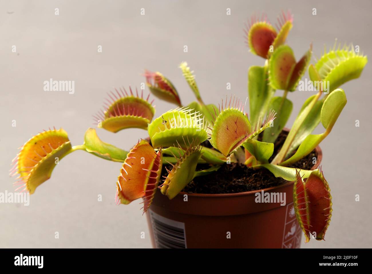 Pianta predatoria Dionea Venus flytrap close-up Foto Stock