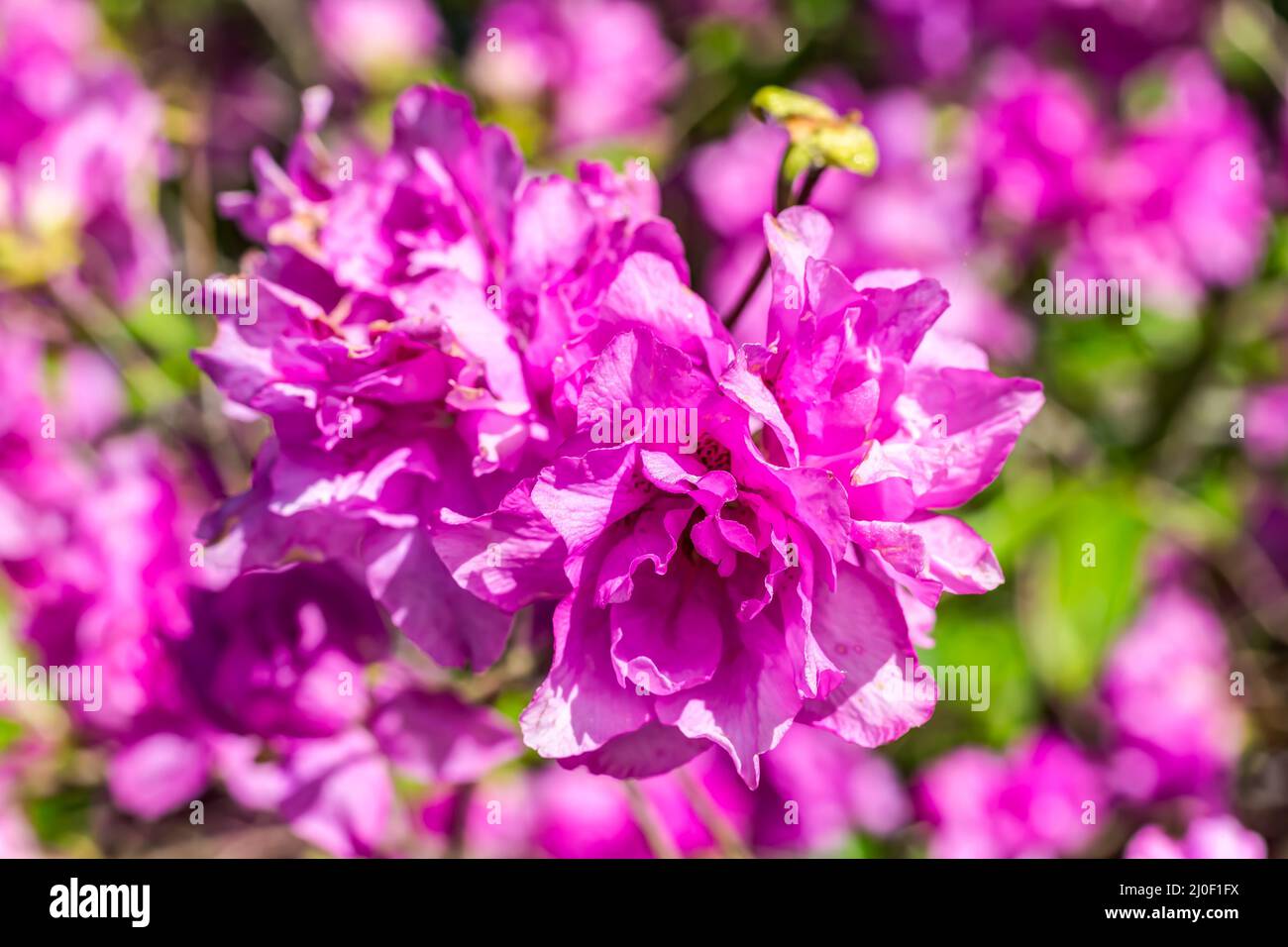 Rhodendron yedoense in fiore - azalea di yodogawa Foto Stock