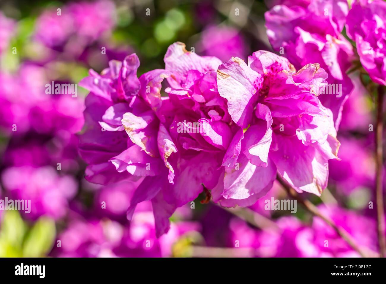 Rhodendron yedoense in fiore - azalea di yodogawa Foto Stock