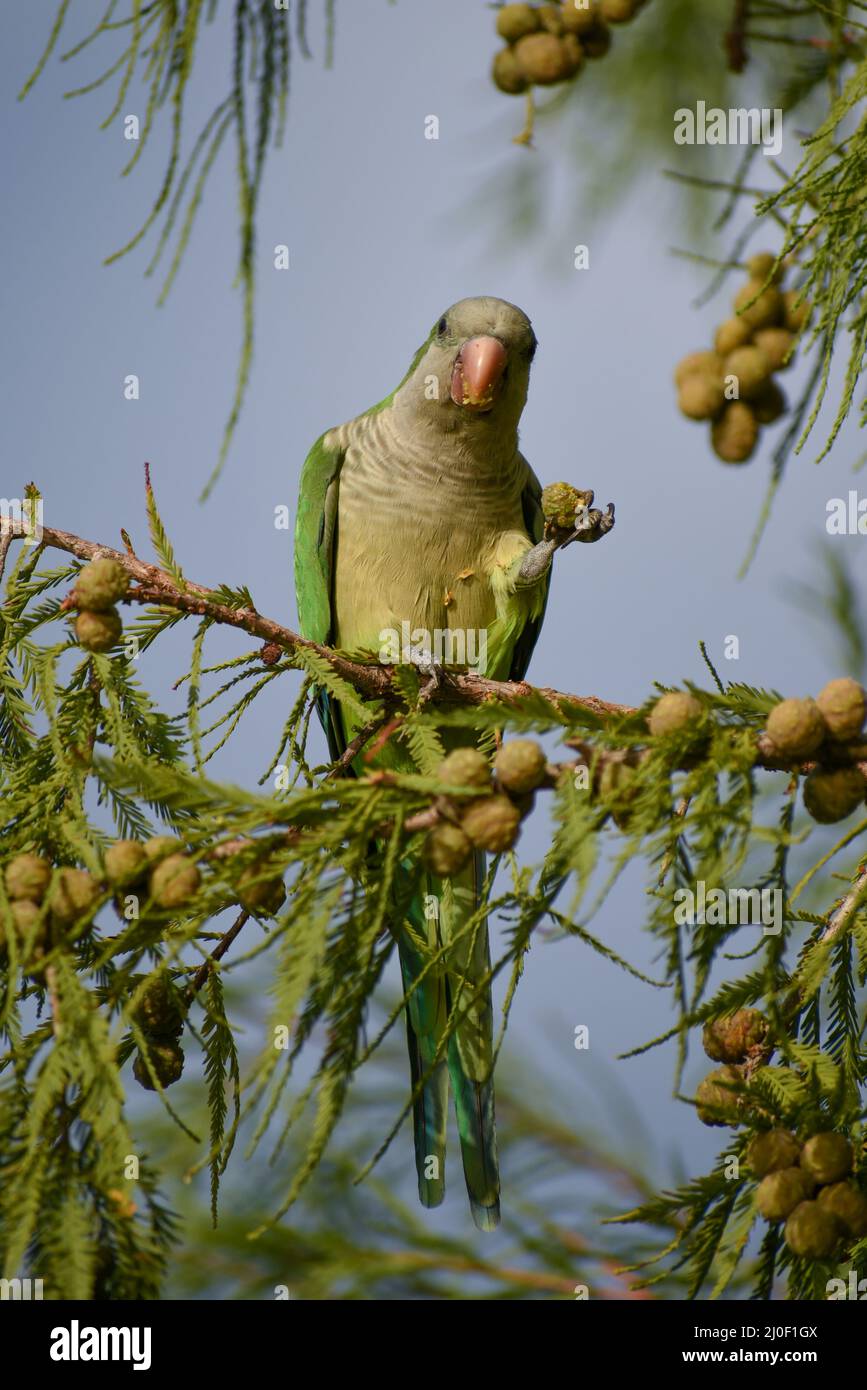 Parakeet monaco (miiopsitta monachus), o pappagallo quaker, nutrendo in natura in un albero di cipresso di Montezuma calvo (Taxodium mucochronatum) nella città di Buenos Aires Foto Stock