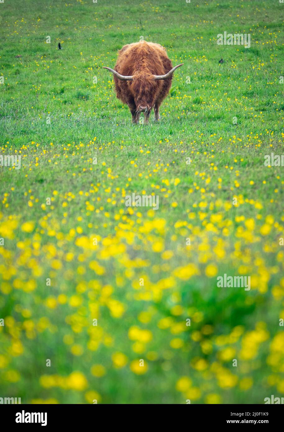 Allevamento di mucca delle Highland Foto Stock
