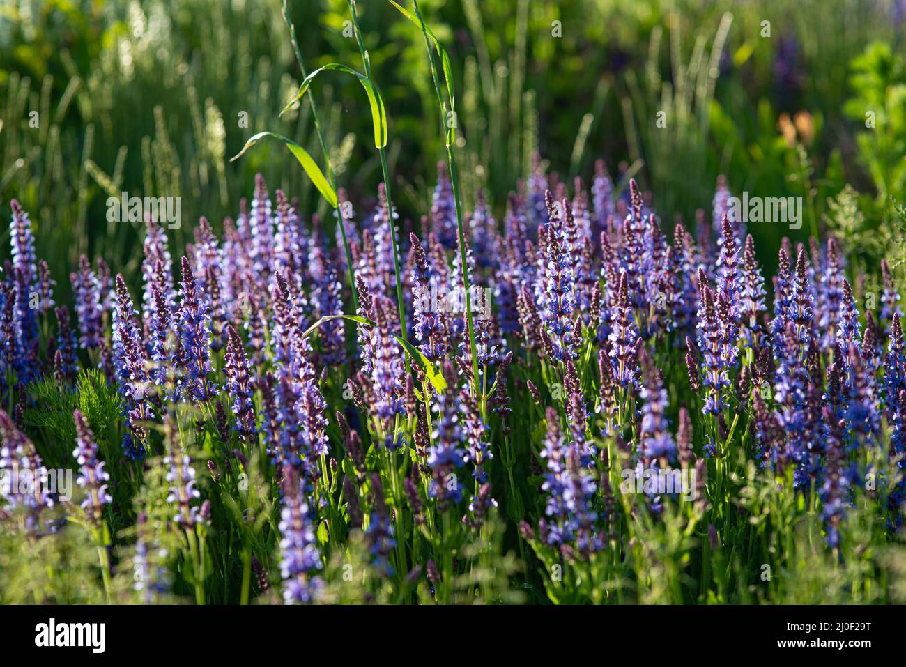 Cespugli di lavanda blu illuminati dal sole estivo serale nel Parco Zaryadye di Mosca. Macro shot con messa a fuoco selettiva con D superficiale Foto Stock