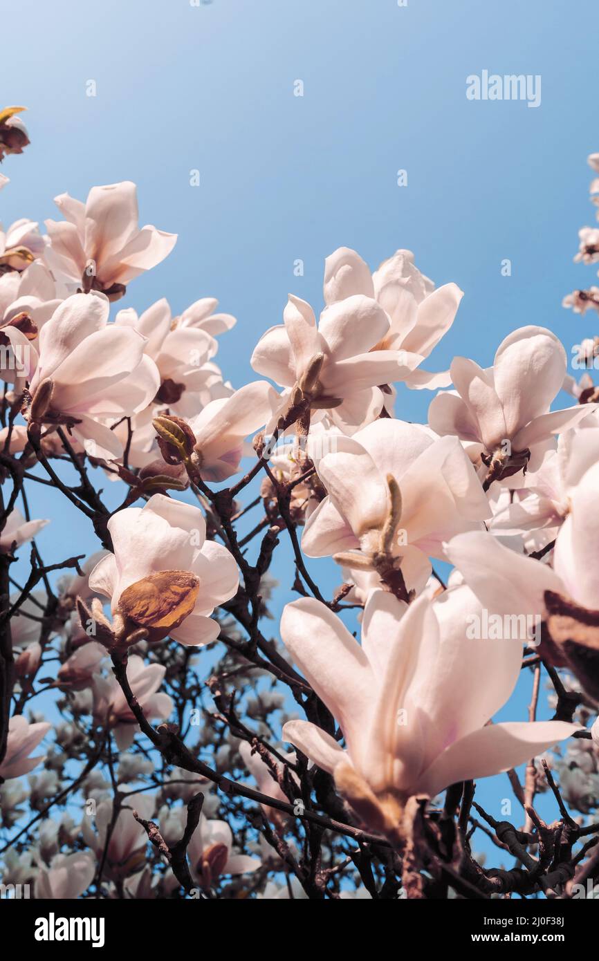 Bella magnolia albero fiorisce in primavera. Jentle bianco magnolia fiore contro luce del tramonto Foto Stock