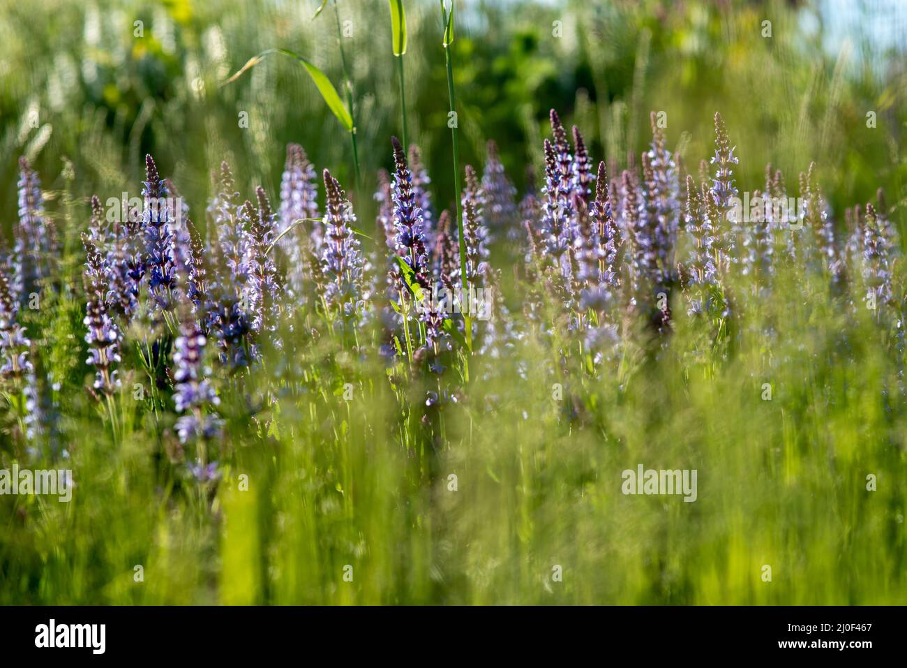 Cespugli di lavanda blu illuminati dal sole estivo serale nel Parco Zaryadye di Mosca. Macro shot con messa a fuoco selettiva con D superficiale Foto Stock