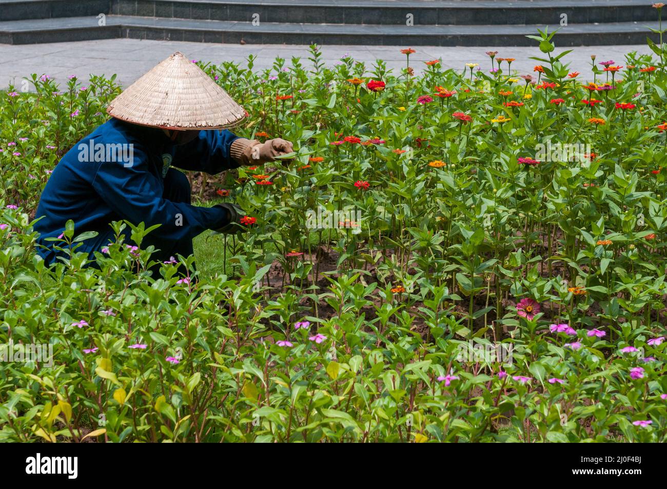 Giardiniere piantando e prendersi cura del giardino dei fiori Hanoi Vietnam, Asia Foto Stock