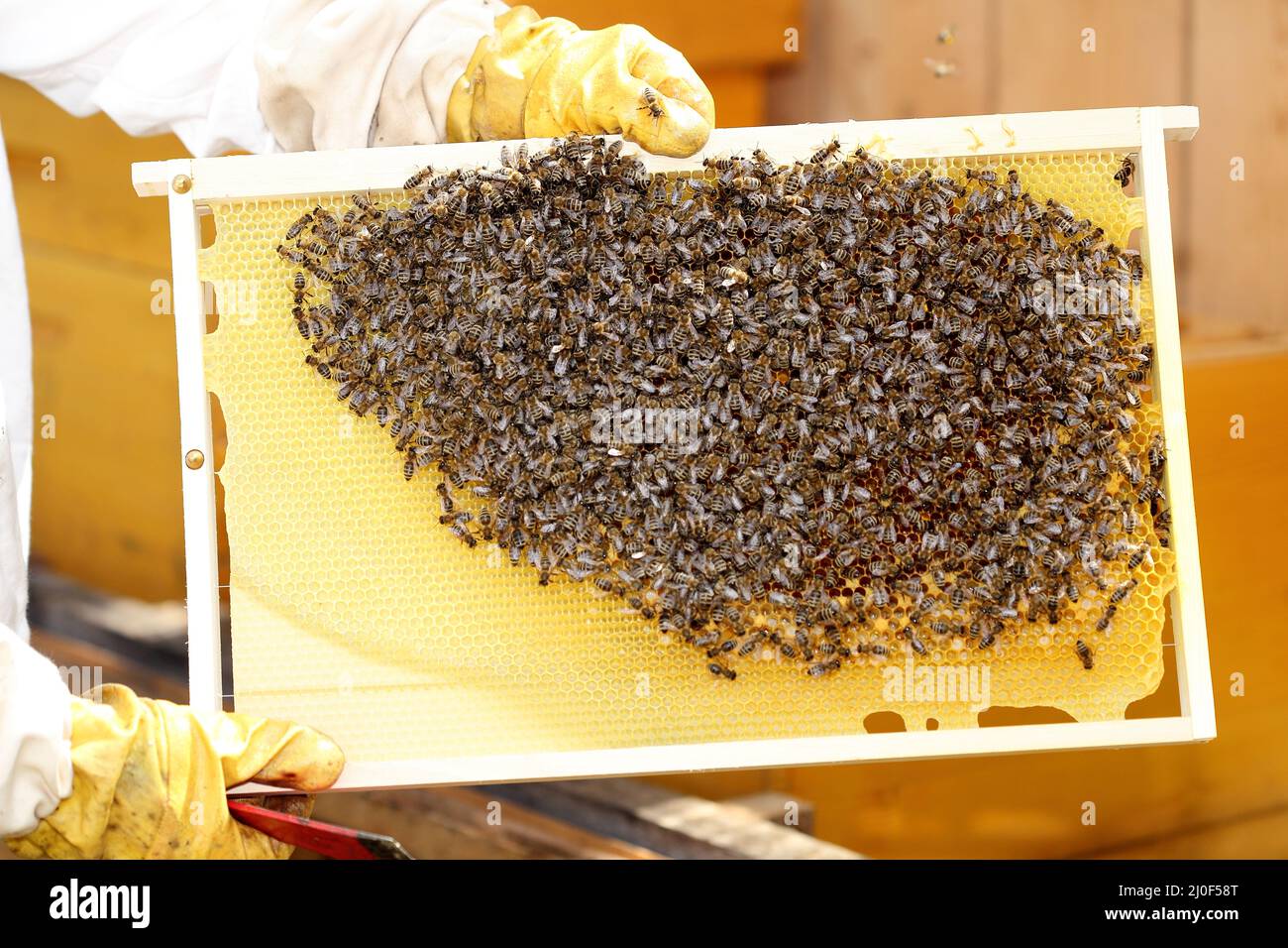 Api su una cera d'api Foto Stock