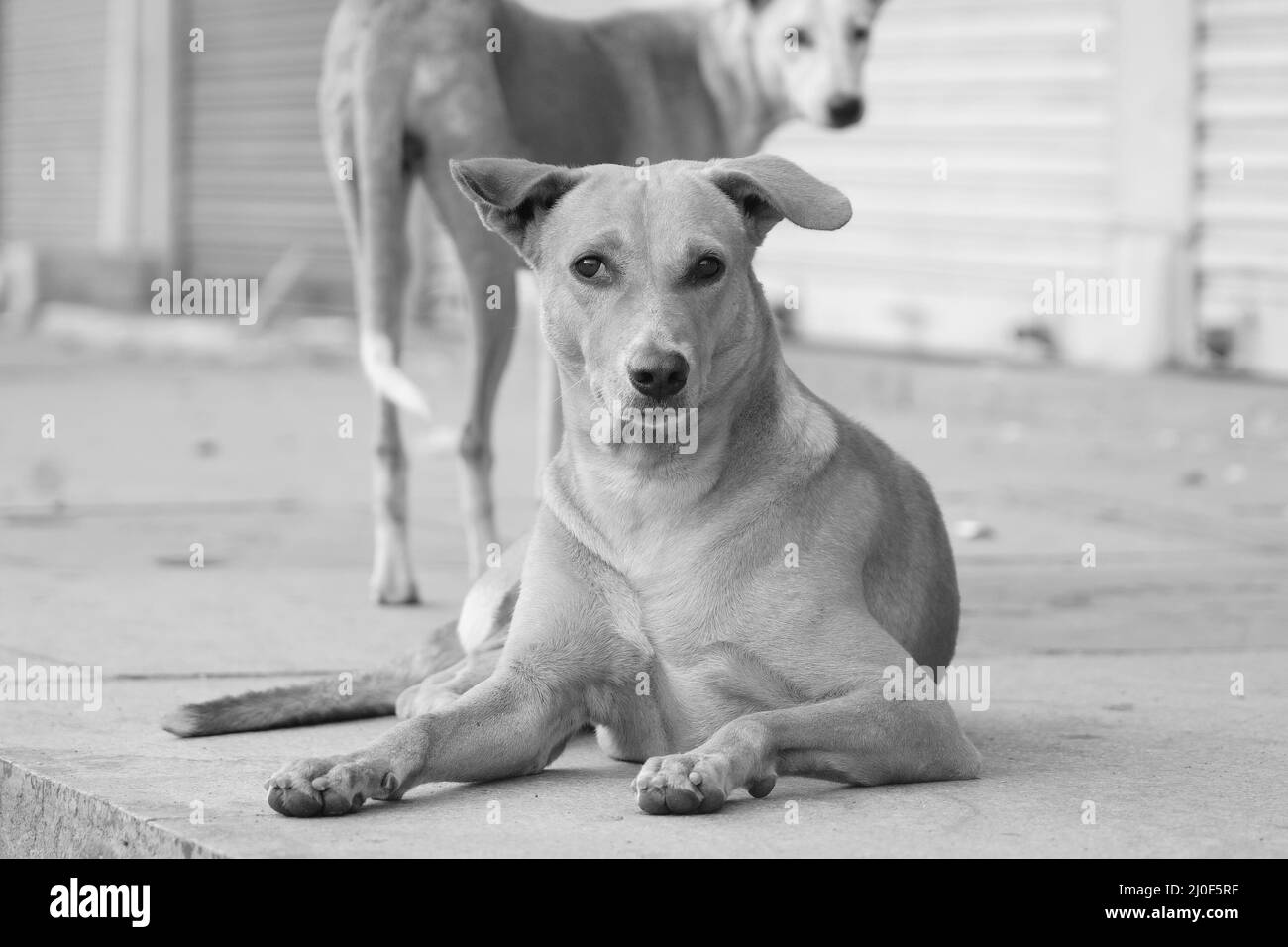 Immagine di cani vaganti in cerca Foto Stock