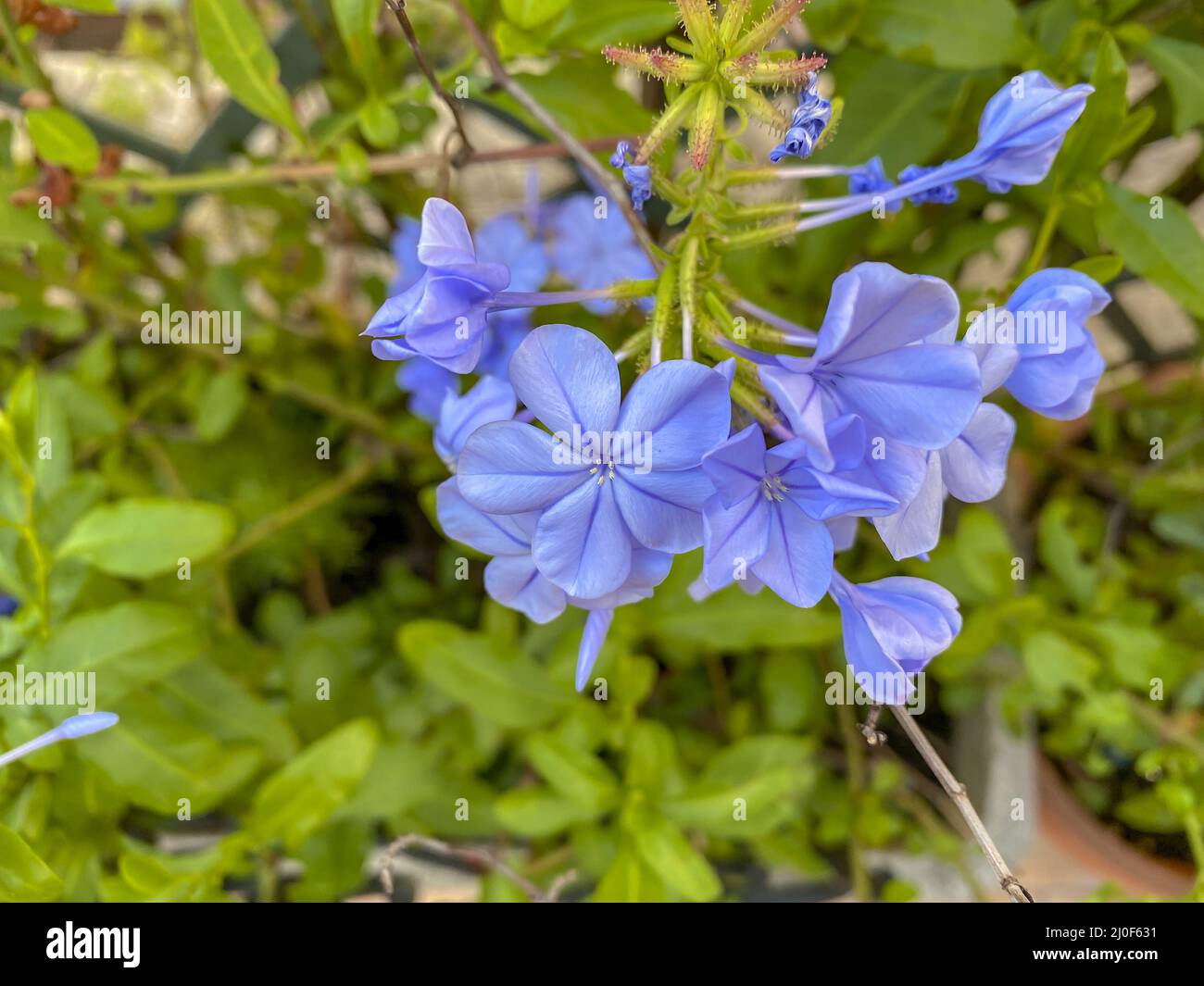 Primo piano di un fiore Plumbago Foto Stock