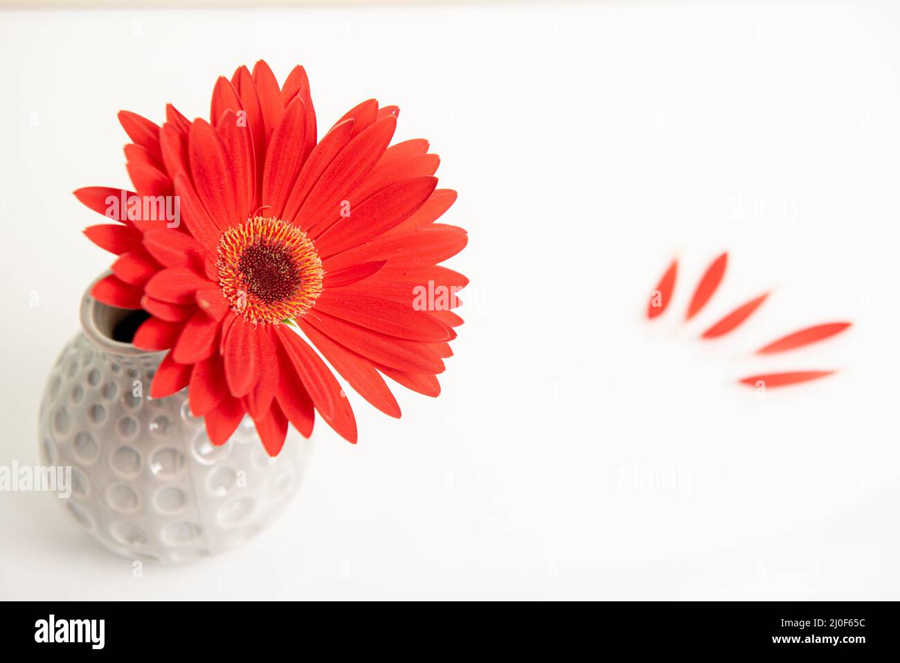 Fiore rosso di Gazania su un vaso bianco elegante. Fotografia creativa di natura morta Foto Stock