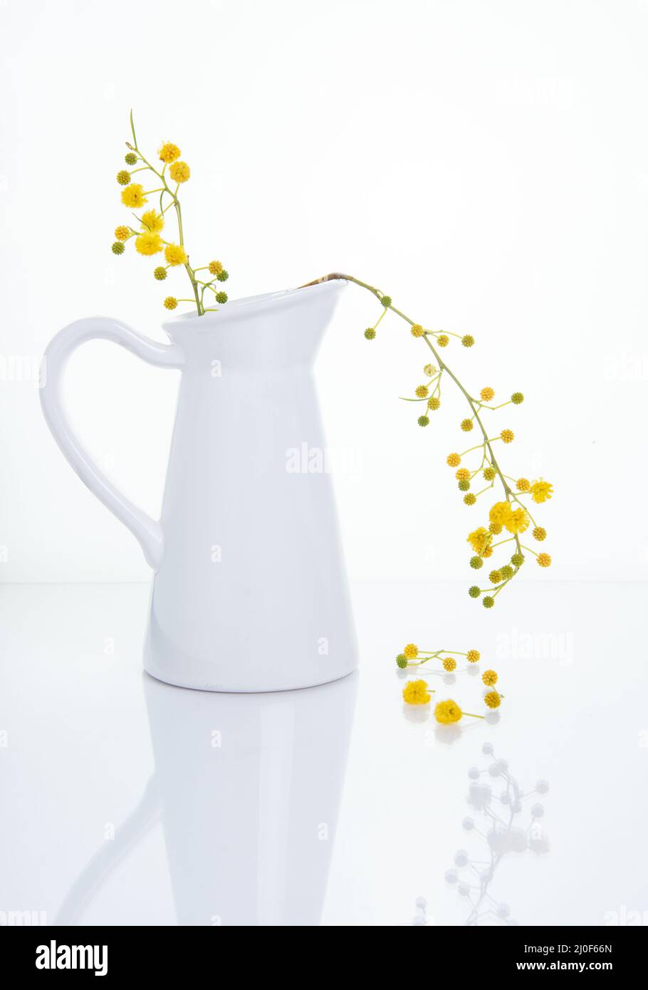 Fiori gialli belli su un vaso bianco. Fotografia di alta qualità Foto Stock