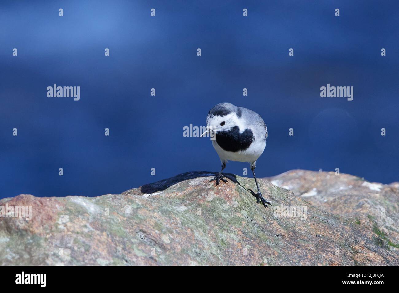 Ballerina bianca Foto Stock