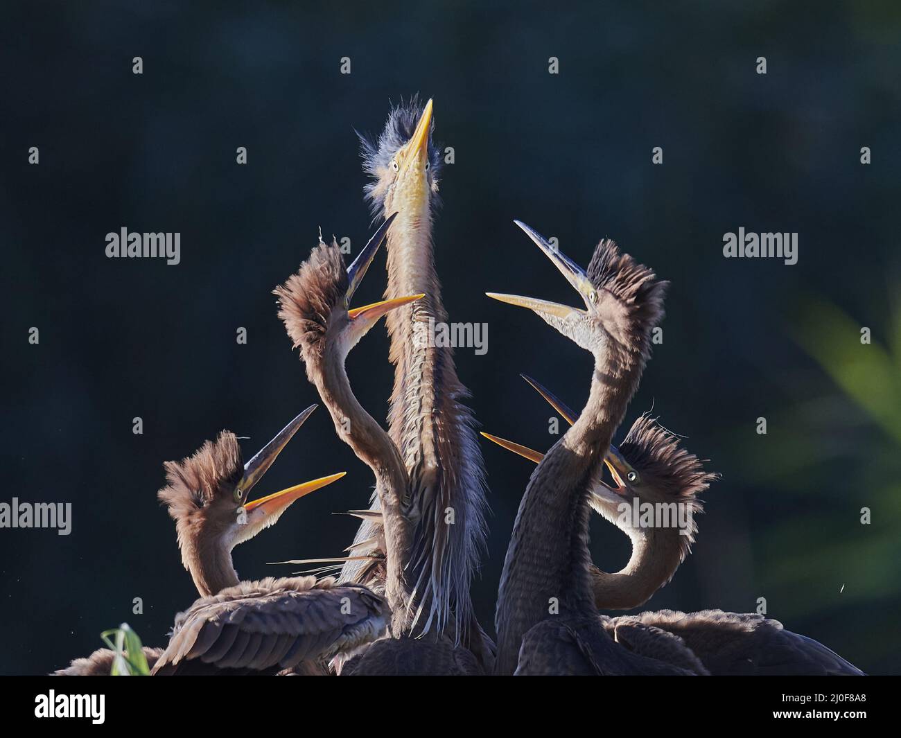 Airone rosso Foto Stock