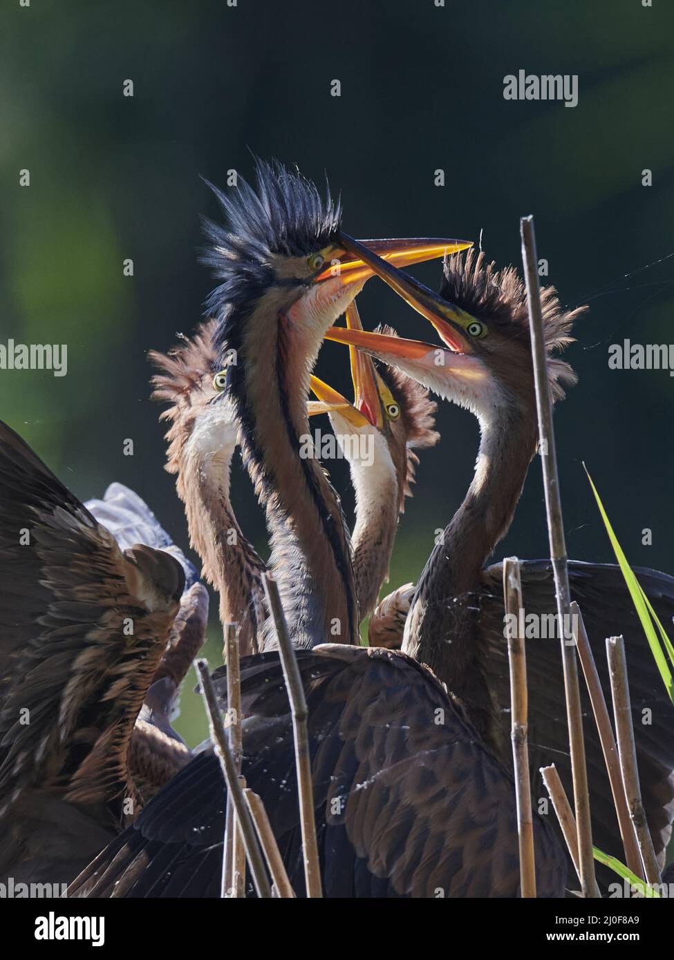 Airone rosso Foto Stock