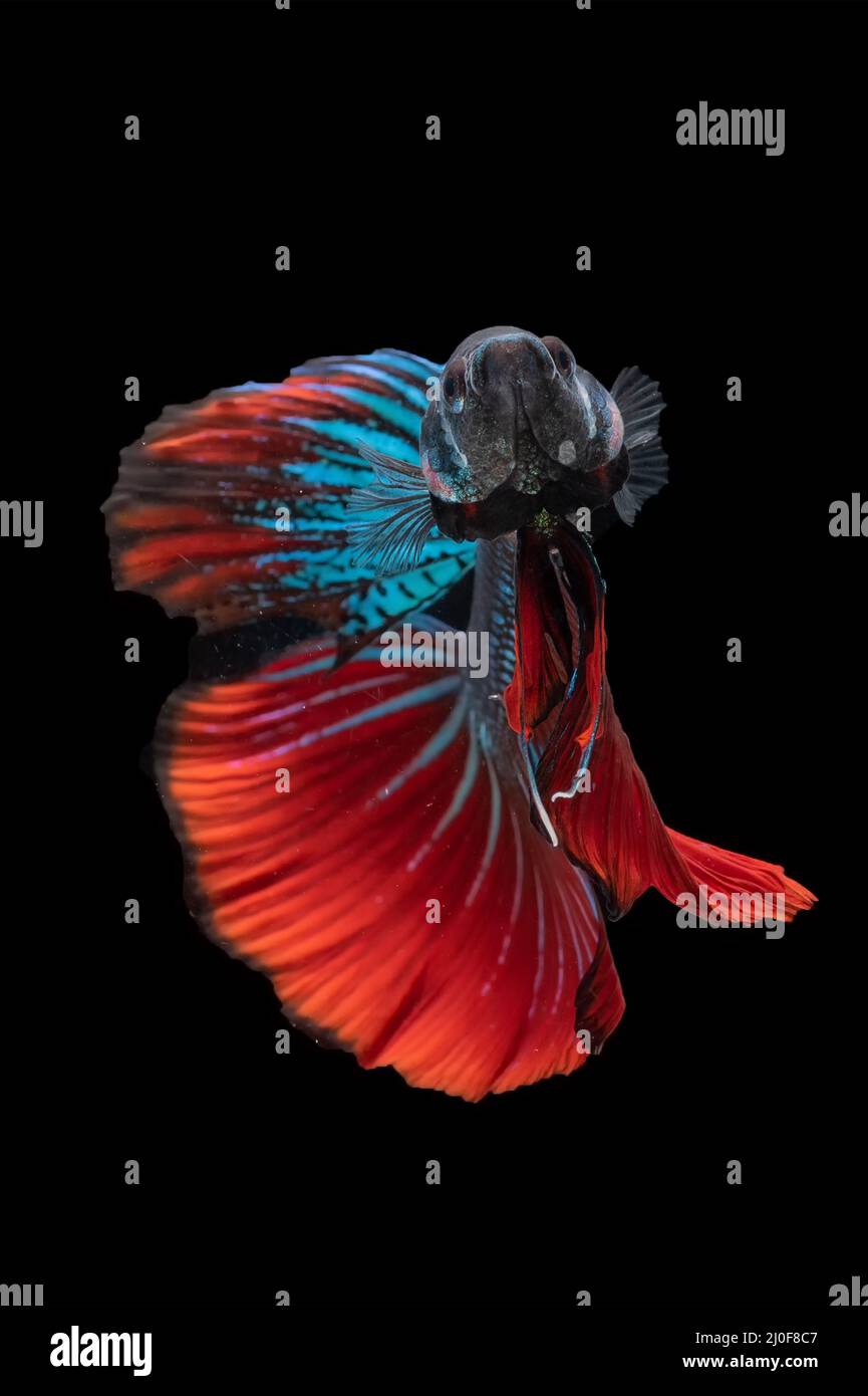 betta siamese che combatte i pesci in movimento Foto Stock