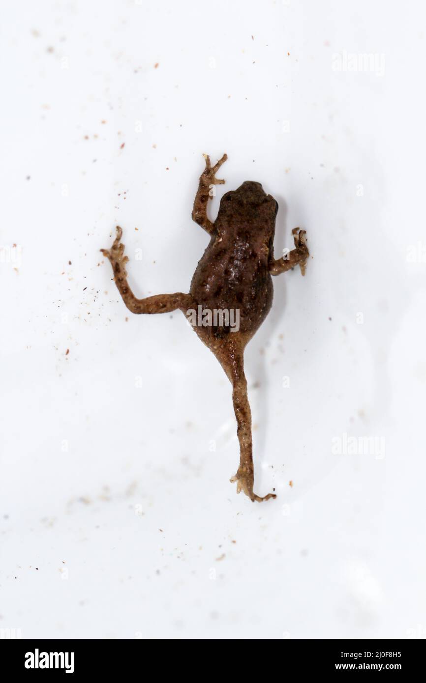 Ritratto un primo piano di un Bufo Bufo Foto Stock