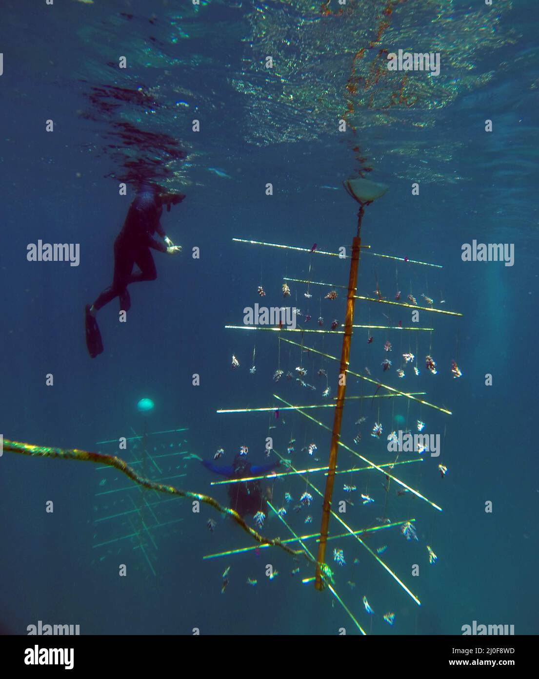 Snorkeling e subacquei che ispezionano i metodi di ripropagazione del corallo a Moore Reef, Queensland, Australia. No MR o PR Foto Stock