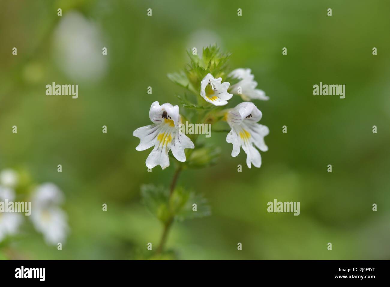 Fiori del Eyebright Foto Stock