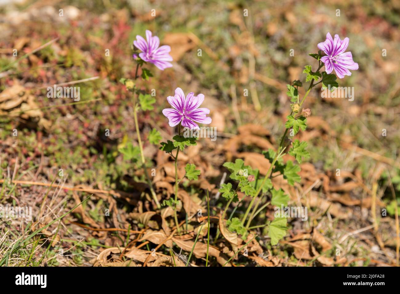 Mallow selvatico - fiore rosa in fiore d'estate Foto Stock