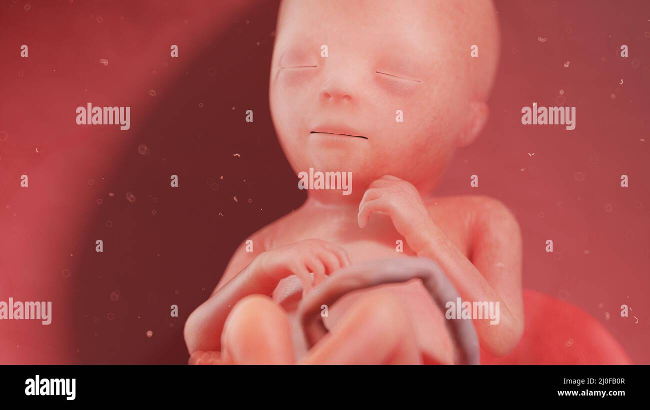 Feto umano alla settimana 18, illustrazione Foto Stock