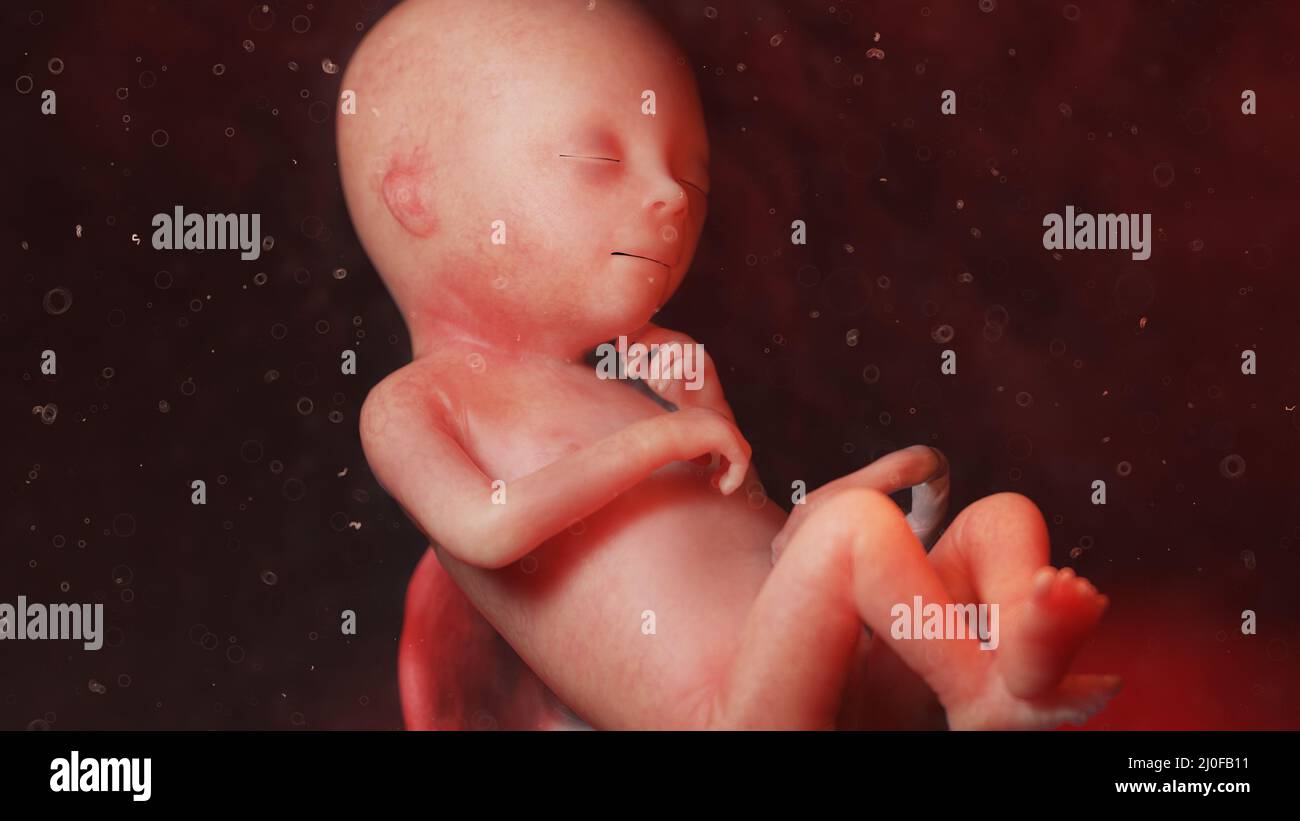 Feto umano alla settimana 18, illustrazione Foto Stock