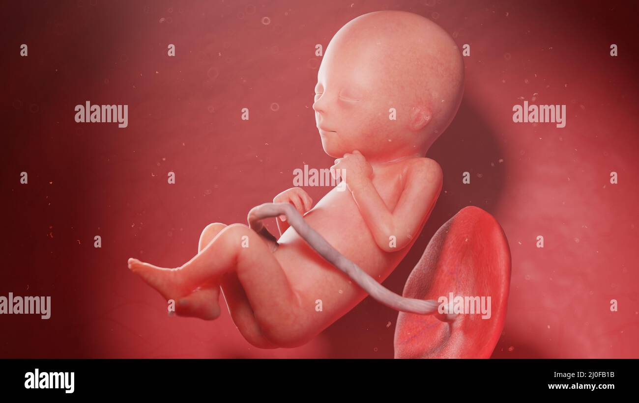 Feto umano alla settimana 18, illustrazione Foto Stock