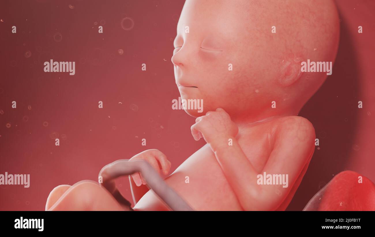 Feto umano alla settimana 18, illustrazione Foto Stock