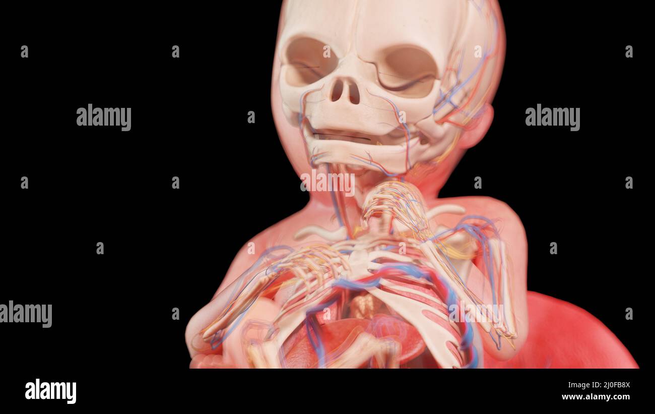 Feto umano alla settimana 18, illustrazione Foto Stock