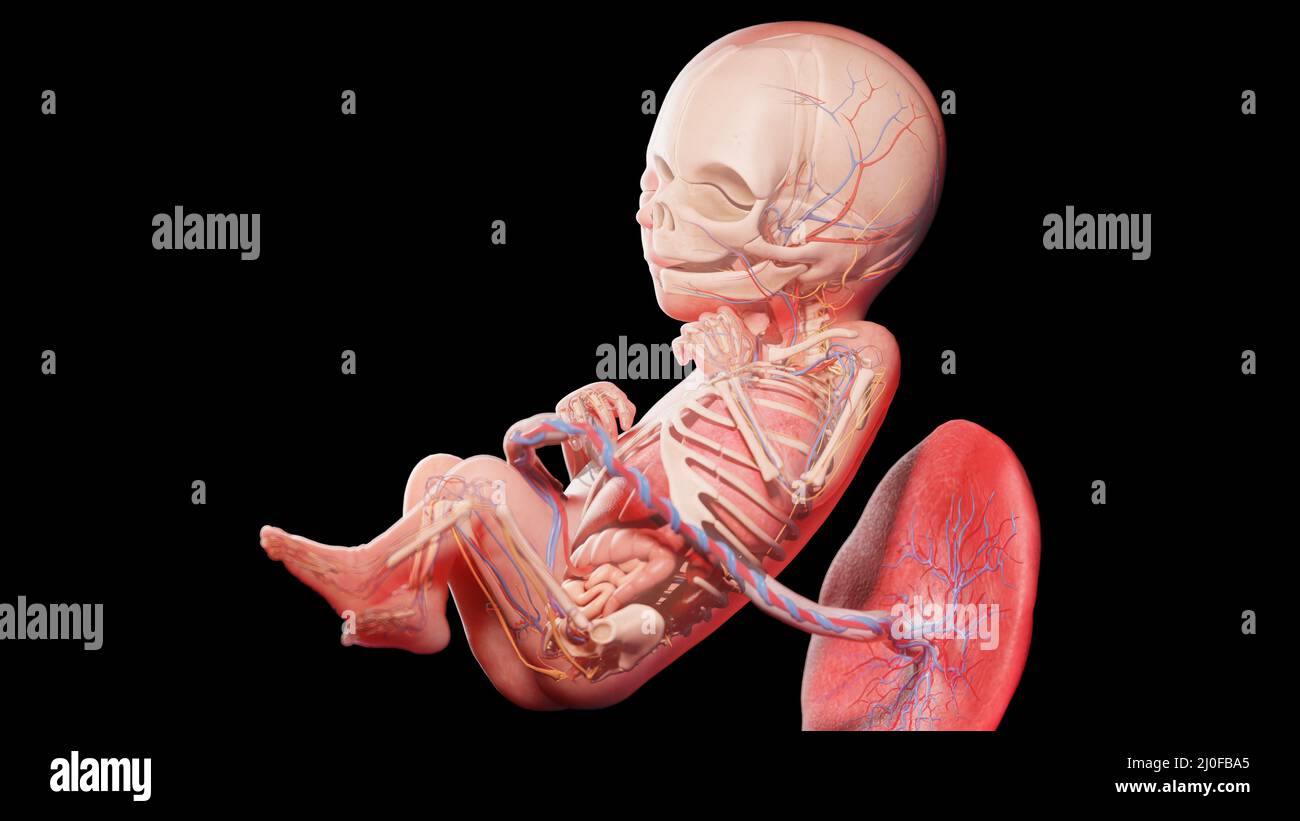 Feto umano alla settimana 18, illustrazione Foto Stock