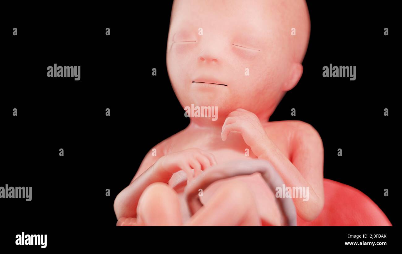 Feto umano alla settimana 18, illustrazione Foto Stock