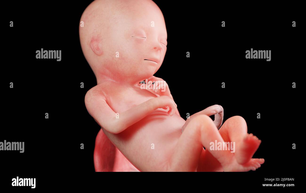 Feto umano alla settimana 18, illustrazione Foto Stock