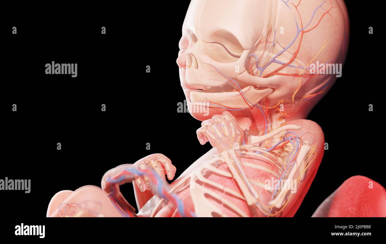 Feto umano alla settimana 18, illustrazione Foto Stock