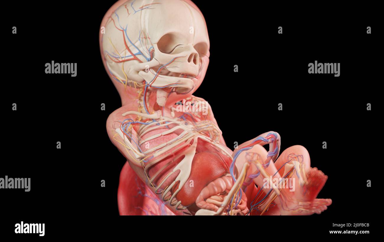 Feto umano alla settimana 18, illustrazione Foto Stock
