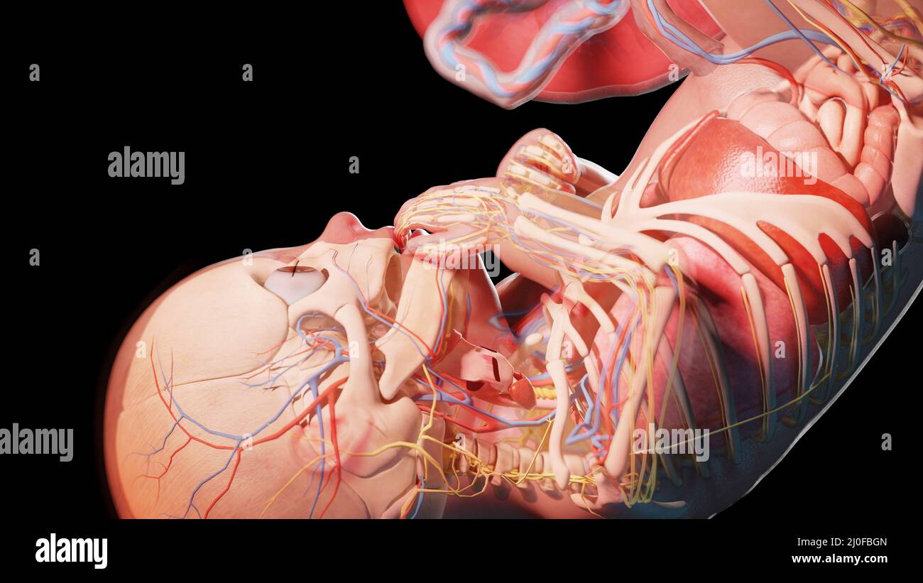 Feto umano alla settimana 36, illustrazione Foto Stock