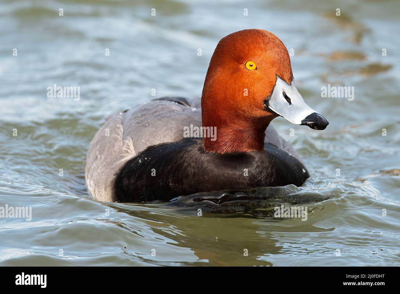 Maschio Redhead Duck in River Foto Stock
