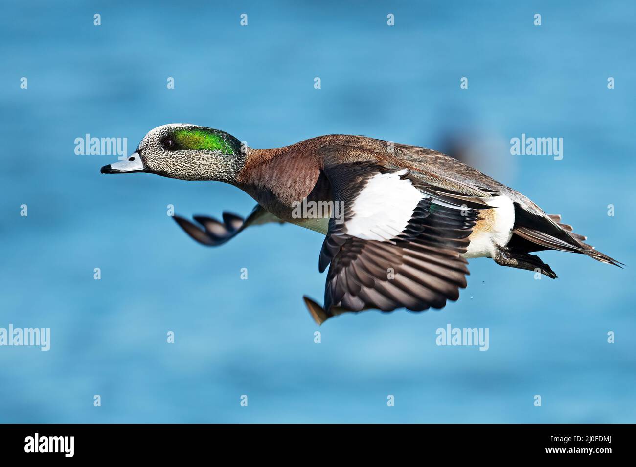 Wigeon Duck Americano Maschio In Volo Foto Stock