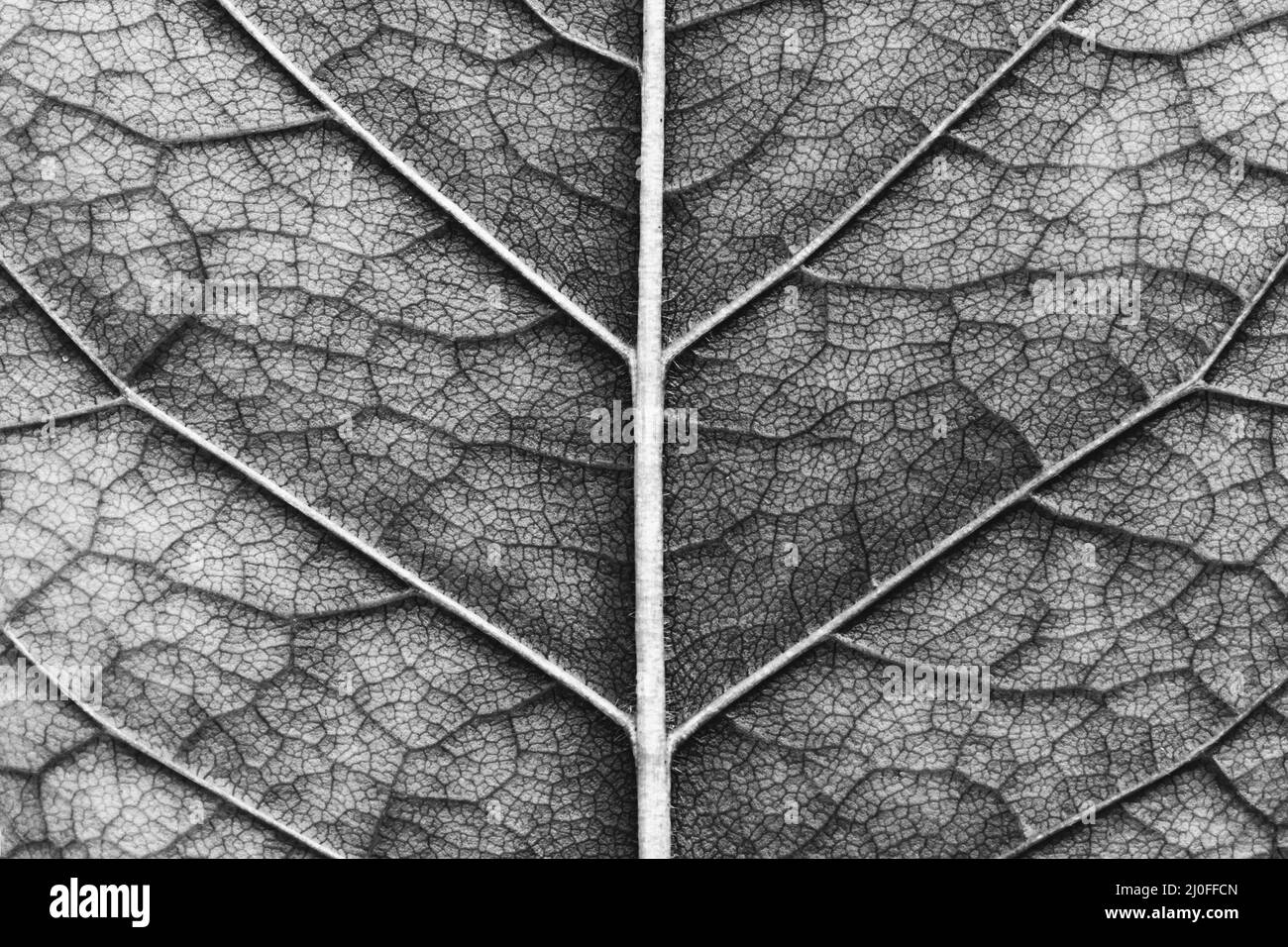Primo piano di macro texture di foglia, foto in bianco e nero Foto Stock