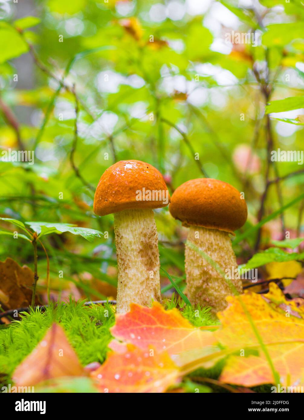 Due Un giovane funghi commestibili (Leccinum aurantiacum) tra muschio verde e foglie secche in autunno per Foto Stock