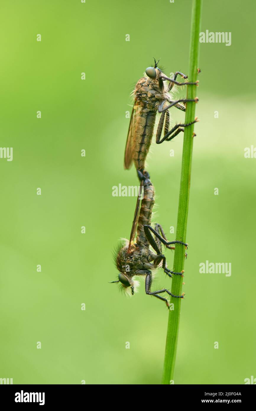 Copula Ailidae Foto Stock