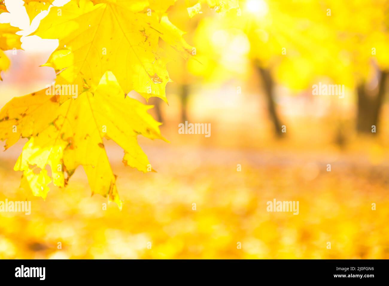 Il ramo con foglie di acero in autunno sfondo parco Foto Stock
