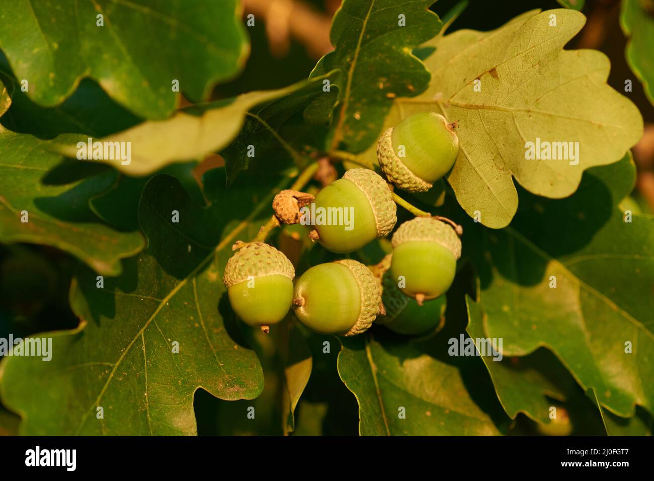 La quercia lascia e acornia il sole della sera Foto Stock