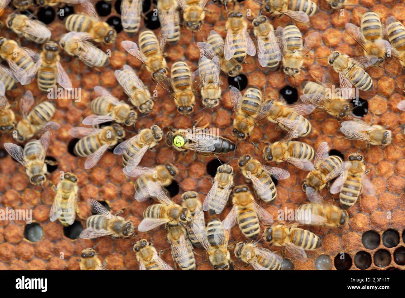 Ape regina e api Foto Stock